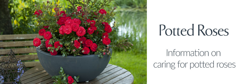 Information on caring for potted roses